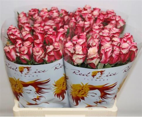 Roses  Classy Alison or Advance Sweetness.