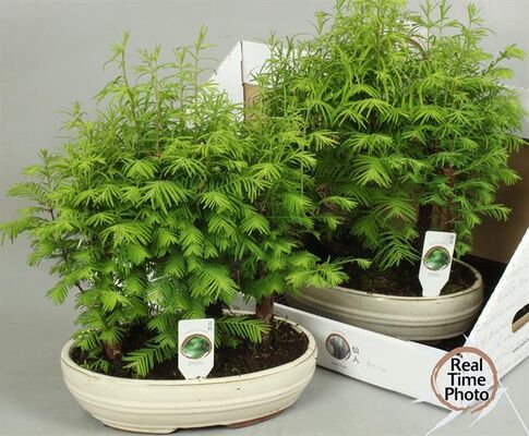 Bonsai plant "Metasequoia"