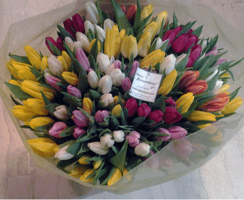 Tulips (30) stems gift wrapped