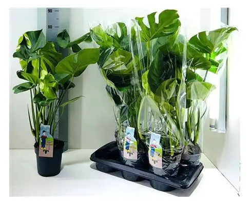 Monstera Deliciosa