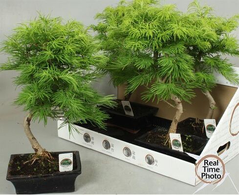 Bonsai plant "Metasequoia"  height appr. 0,45m. in ceramic pot diam. 0,20m. !! Exclusive !!!!