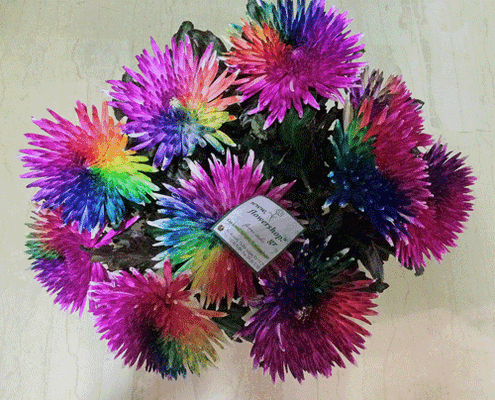 Ανθοδέσμη με (10)  χρυσάνθεμα μονοκεφαλα "Antonov" ή "Anastasia" Extra (Ουράνιο Τόξο).