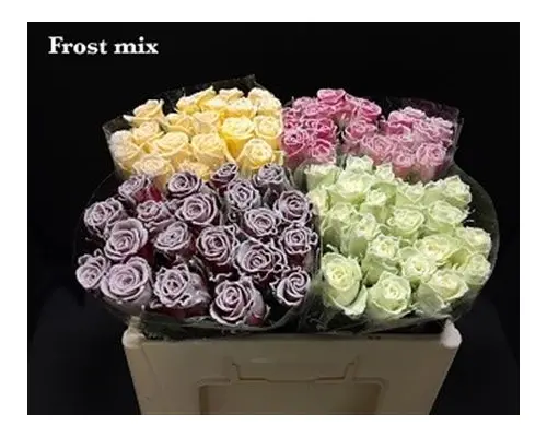(10) Exclusive Frosted Waxed  Roses