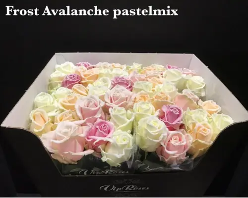 (10) Exclusive Frosted Waxed  Roses