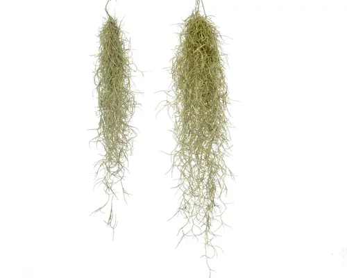 Αερόφυτα "Tillandsias Usneoides" Σε Διακοσμητικό Βάζο. Εξτρα Σπέσιαλ !!!
