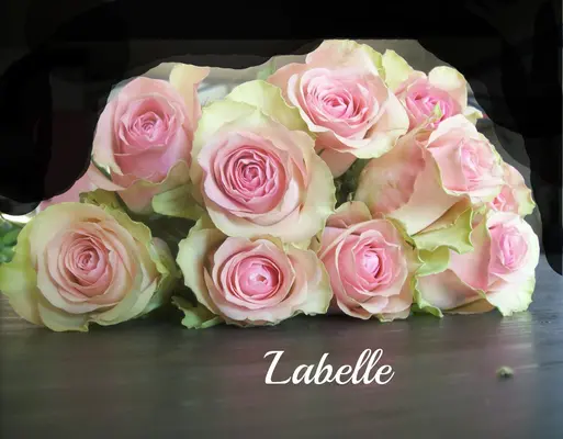 Roses Labelle