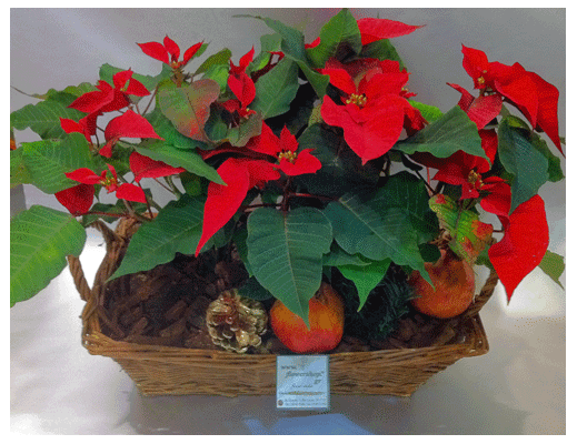 Christmas Plants in basket - (3) Plants & Decoration !!! (Random varieties & colors)