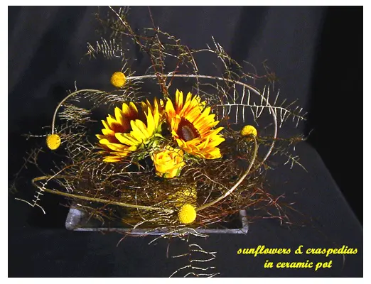 sunflowers in pot