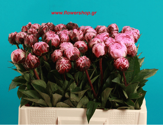 Paeonias bouquet