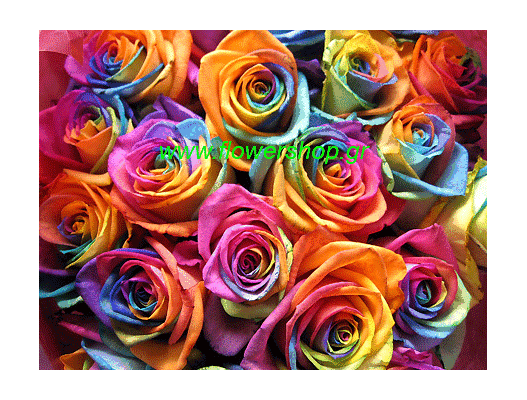 Roses "Rainbow"