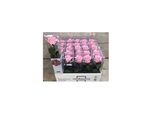 Rose Preserved   in "Decorative Bag ".