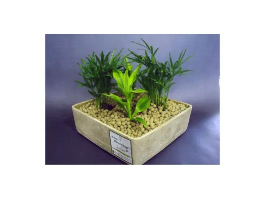 Plant arrangement in ceramic pot
