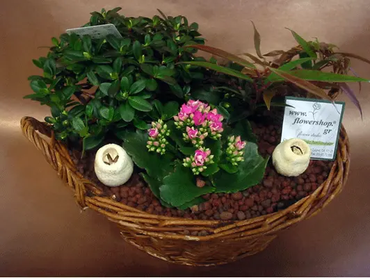 Plants arrangement in basket (diam. appr.0,40m.)
