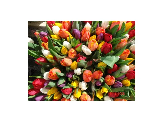 Tulips Bouquet  Vase