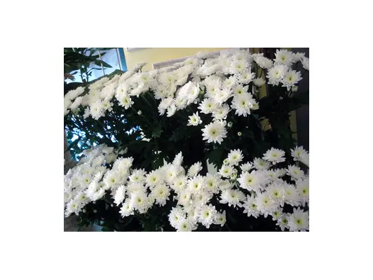 Chrysanthemums (20 stems random colors).