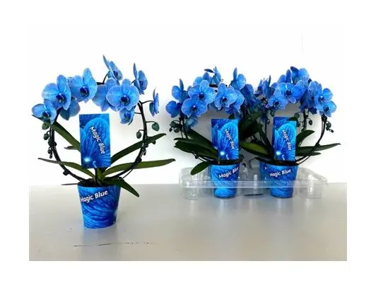 Phalaenopsis orchid "circle" shape blue. (50-60cm)Super Offer!!! Pot included!!!