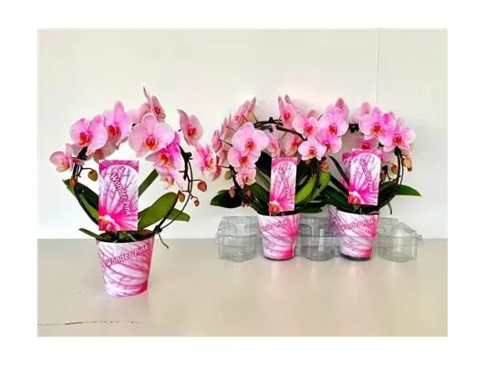 Phalaenopsis orchid "circle" shape pink.
