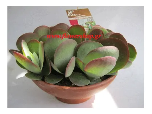 kalanchoe glass.jpg