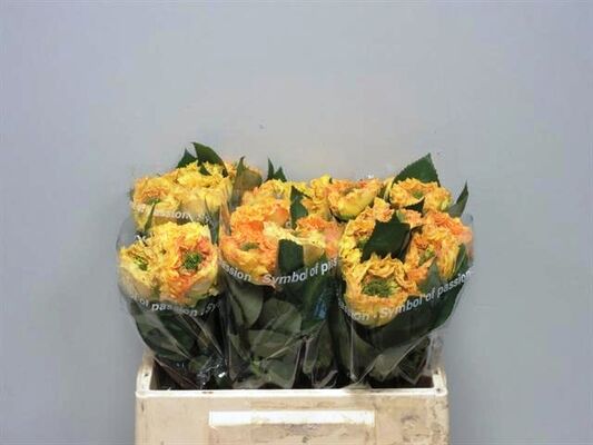 "Cabana" Extra special new variety rose with (4) hearts.