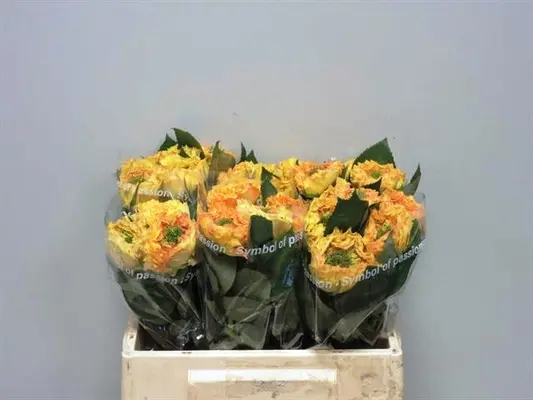 "Cabana" Extra special new variety rose with (4) hearts.