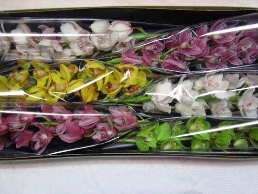 Ορχιδέες Σιμπιντιουμ X-Large