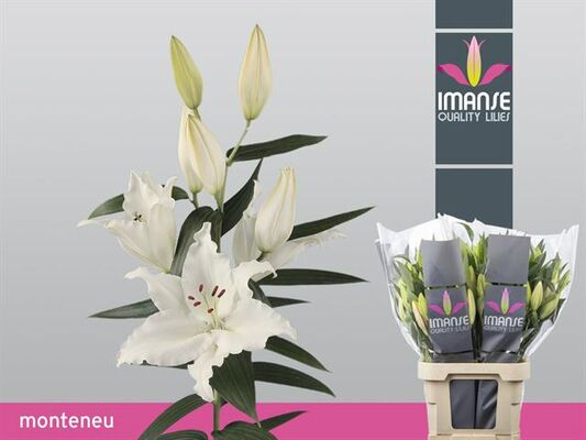 Ανθοδέσμη από λίλιουμ "Οριένταλ". Λευκά ή ροζ.