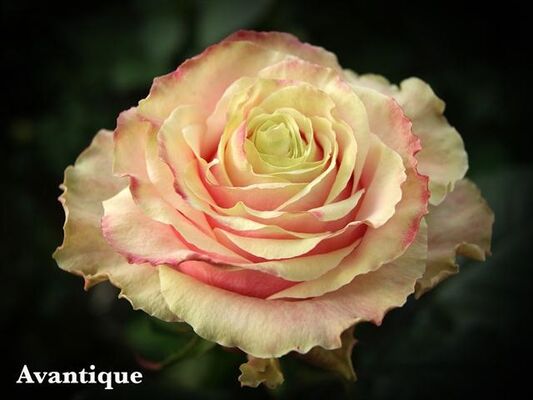 Τριαντάφυλλα (21) τεμ. "Avalanche Antique"