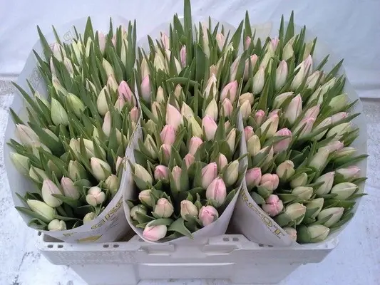 Tulips Random Colors A Quality + Vase