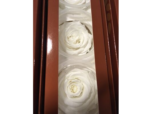 Rose Big Head (6cm)  (preserved) In Arrangement with decoration.