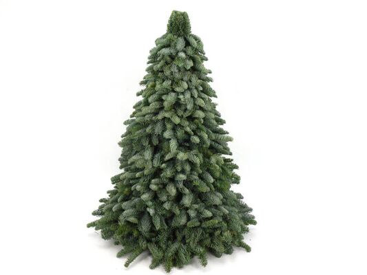 Christmas Tree Abies Nobilis Arrangement 30cm.
