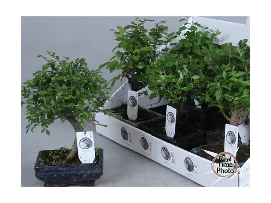 Bonsai plant