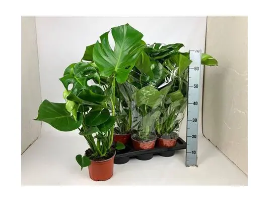 Monstera Deliciosa