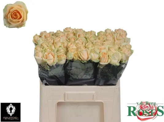 Pink Roses (21) stems Sweet or Peach Avalanche Dutch with Greens.