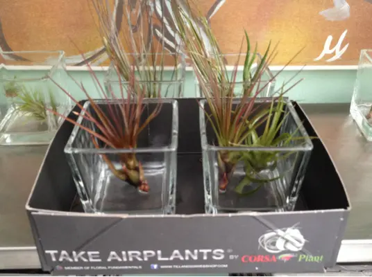 Air Plants tillandsias in glass vase with decoration. !!! (pair 2 vases)