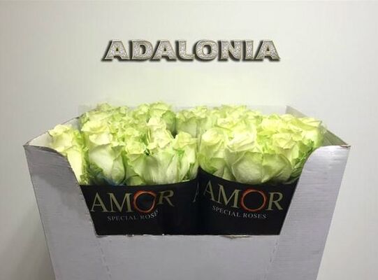 (20) white 90cm!!! roses Extra Quality Adalonia!!!