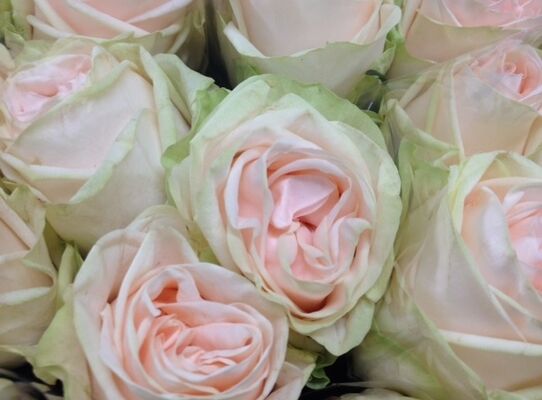 Exclusive "Wedding favorites"  Roses Arrangement
