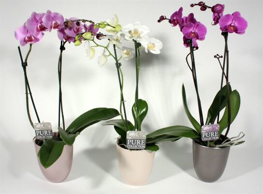 Phalaenopsis Plant (2) spikes of flowers + Pot 20,00€ !!!
