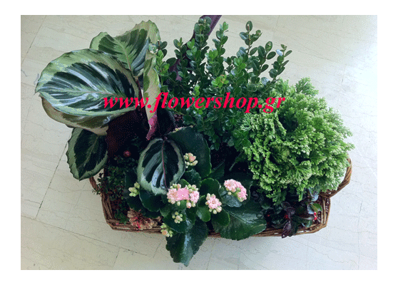 Basket with plants .Large size!!!
