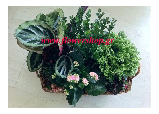 Basket with plants .Large size!!!