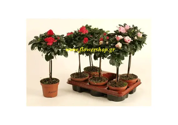 Plant azalea stem 40-50cm height.