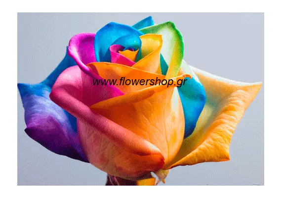 21) "Rainbow"  roses bouquet. Super week offer!!!
