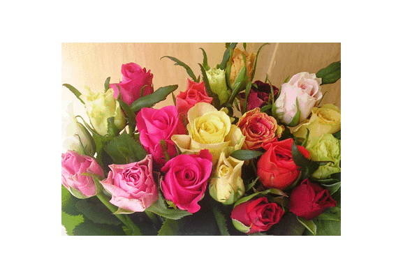 Ανθοπωλείο. (15) τριαντάφυλλα 60cm. μπουκέτο (διάφορα χρώματα)!!!
