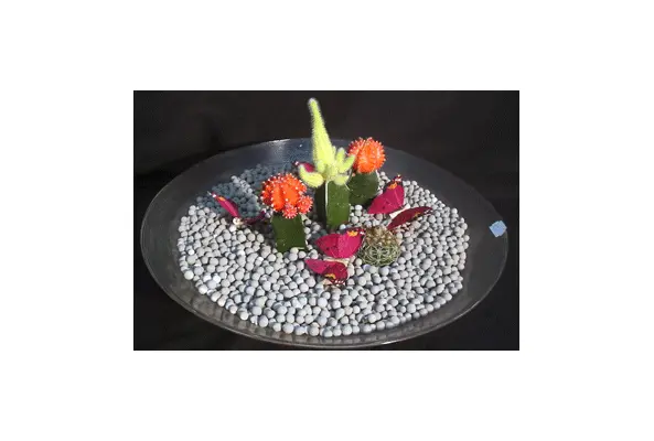 cactus.gif