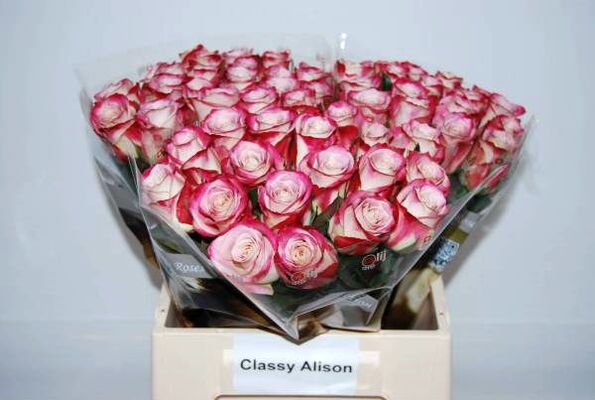 Roses  Classy Alison or Advance Sweetness.