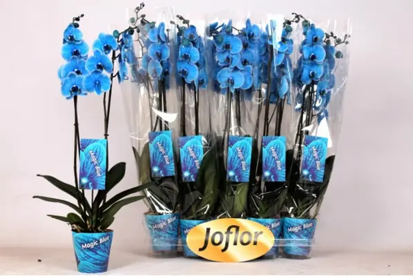 Phalaenopsis "Blue" In Vase or Ceramic Pot !!!