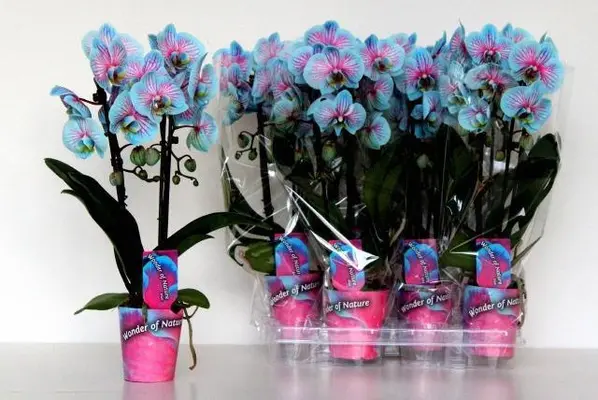 Phalaenopsis Blue Wonder In Vase or Ceramic Pot. Yacht Flowers & Plants Supplies. Exclusive. (2 flower stems.