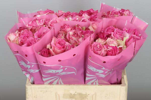 Ανθοπωλείο. (40) Τριαντάφυλλα ροζ