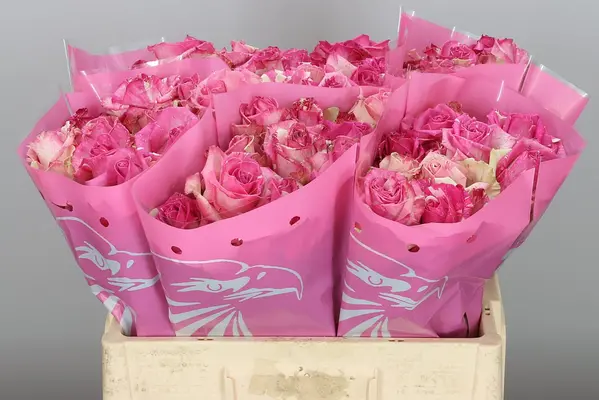 Roses Pink