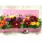 Flower box
