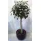 ficus panda australis